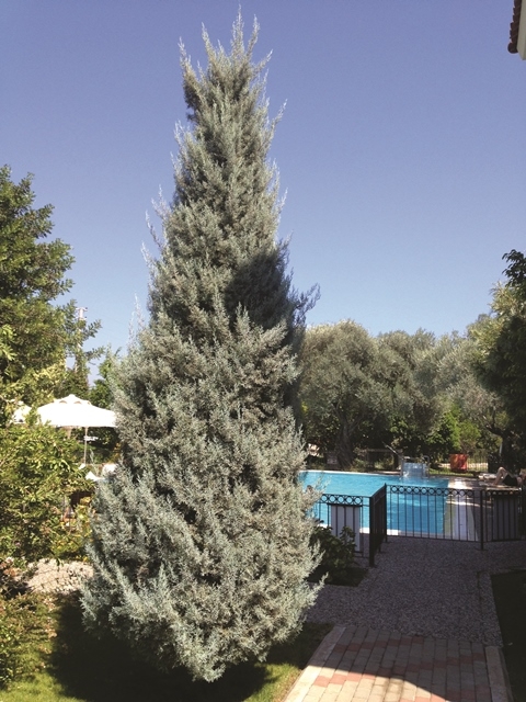 Mature specimen of Cupressus arizonica Glauca