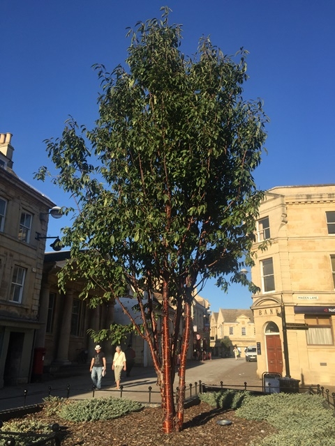 A mature specimen of Prunus serrula Tibetica multi-stem