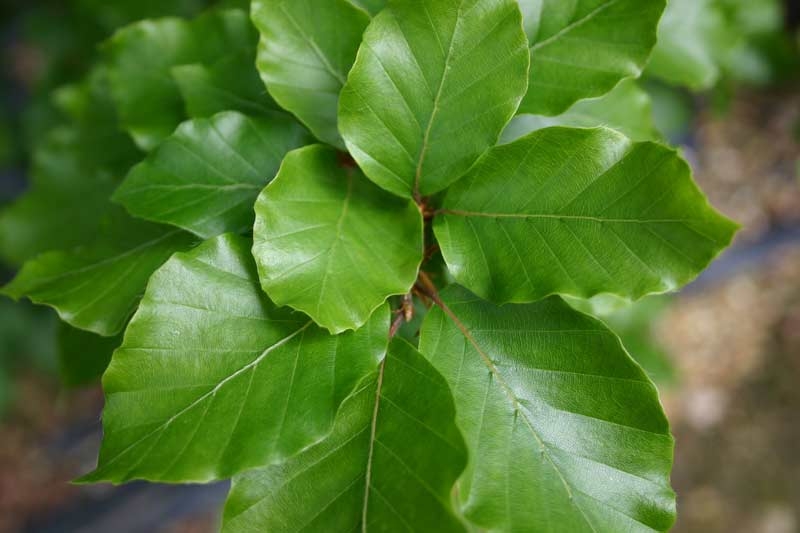 the glossy green leaves of Fagus sylvatica