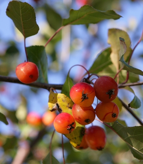 Malus Rudolph berries
