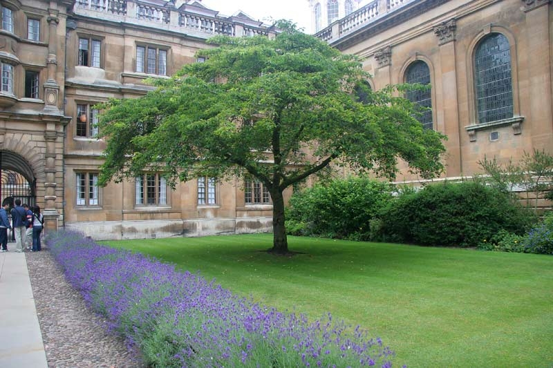 mature Prunus Yedoensis