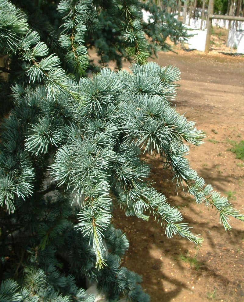 the needles of Cedrus atlantica Glauca