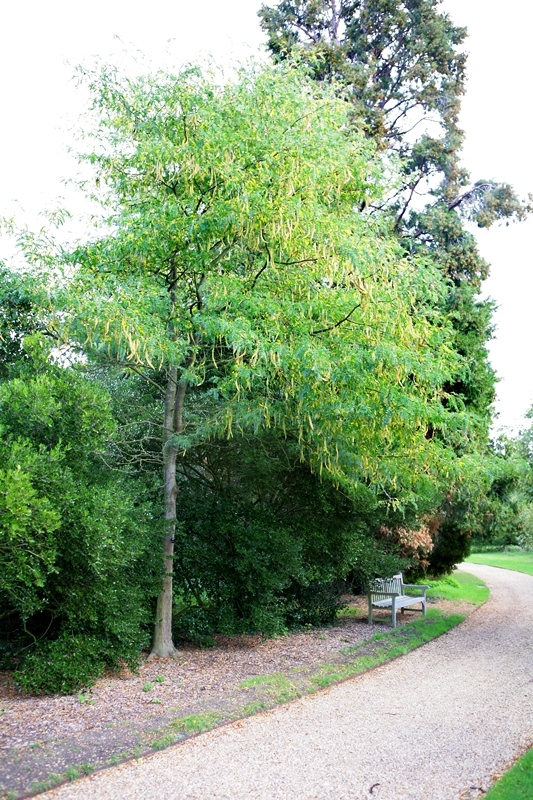 Gleditsia triacanthos Skyline