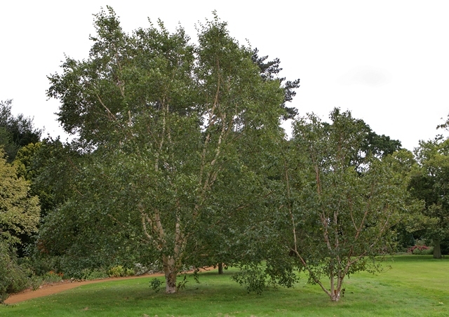 mature Betula albosinensis Fascination multi-stem