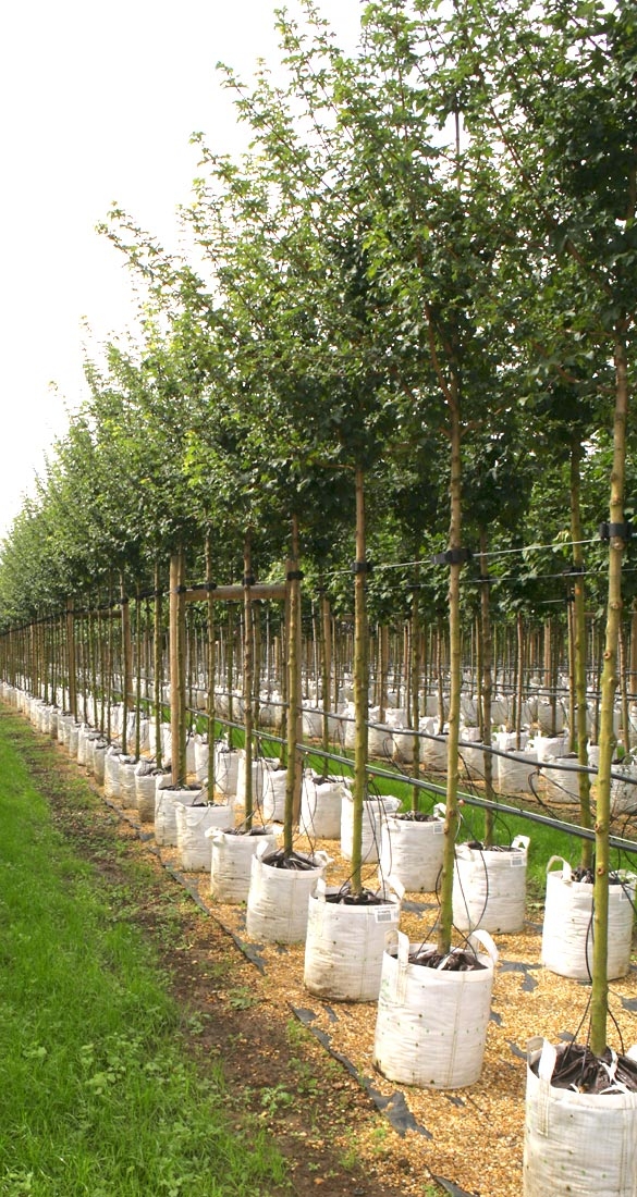 Acer campestre Queen Elizabeth on the barcham trees nursery