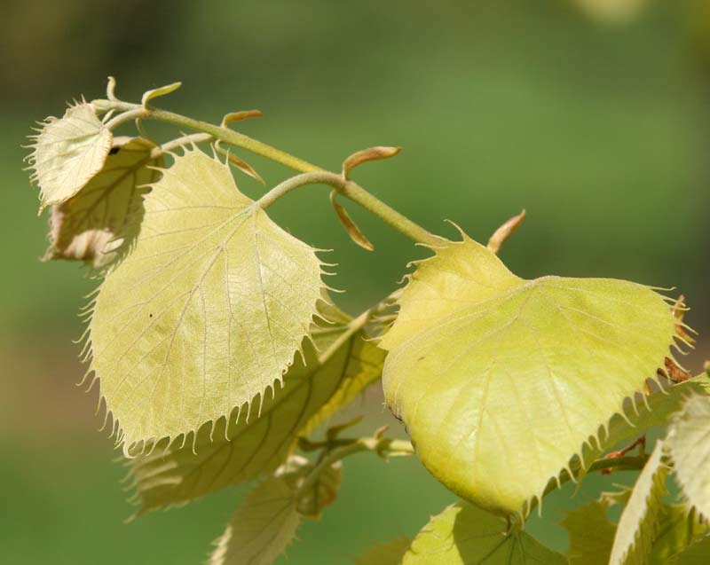 Foliage of Tilia henryana