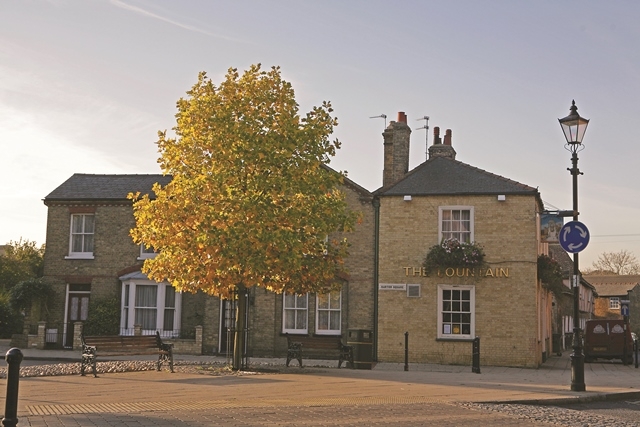Mature Liriodendron tulipifera in an urban environment