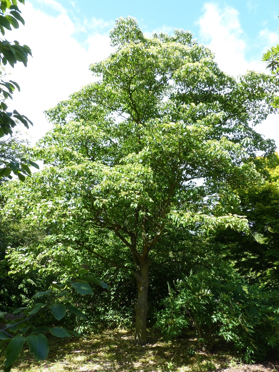 Mature Cornus controversa