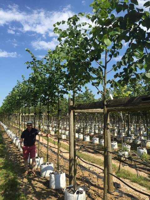 12/14cm girth Tilia x europaea to scale on Barcham Trees nursery