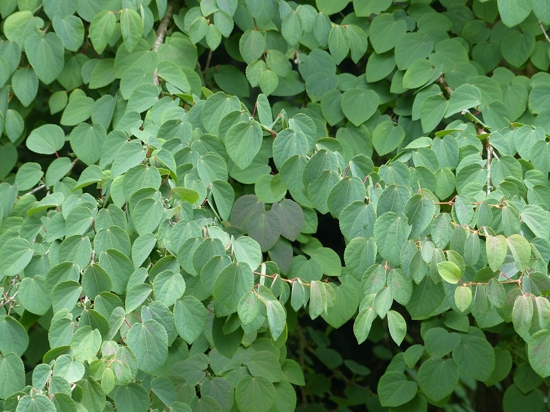 Cercidiphyllum japonicum leaves in detail