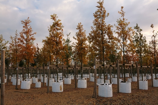 Autumn colour of Quercus robur