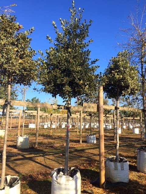 Ilex aquifolium Argentea Marginata at Barcham Trees