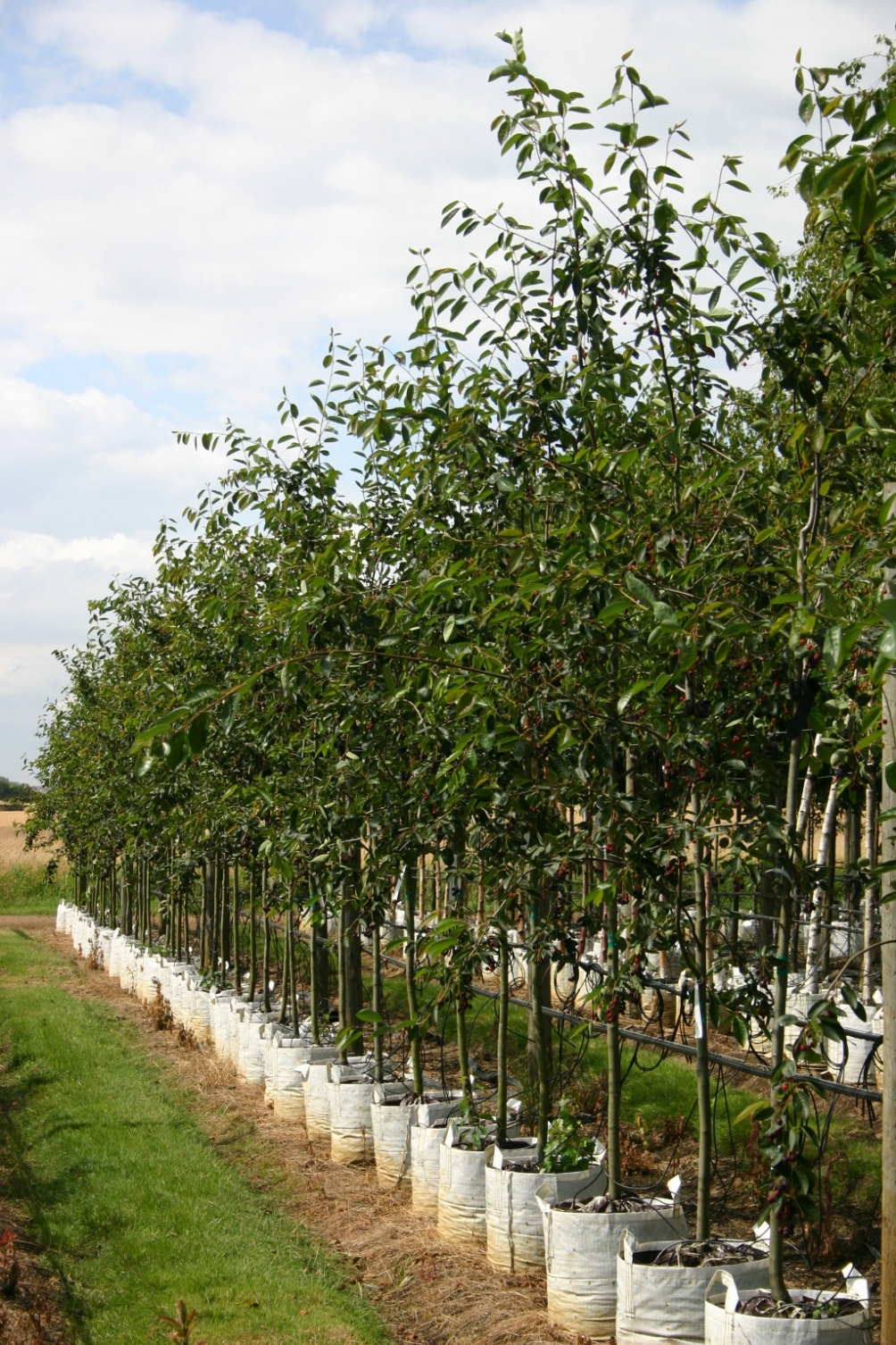 Amelanchier Ballerina on the  Barcham trees nursery