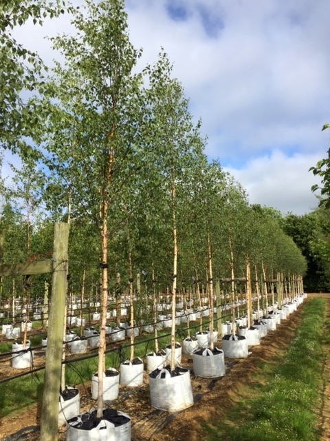 Betula pendula Beverley Beauty at Barcham Trees