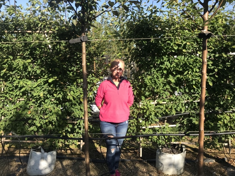 Amelanchier lamarckii multi stem pleached to scale