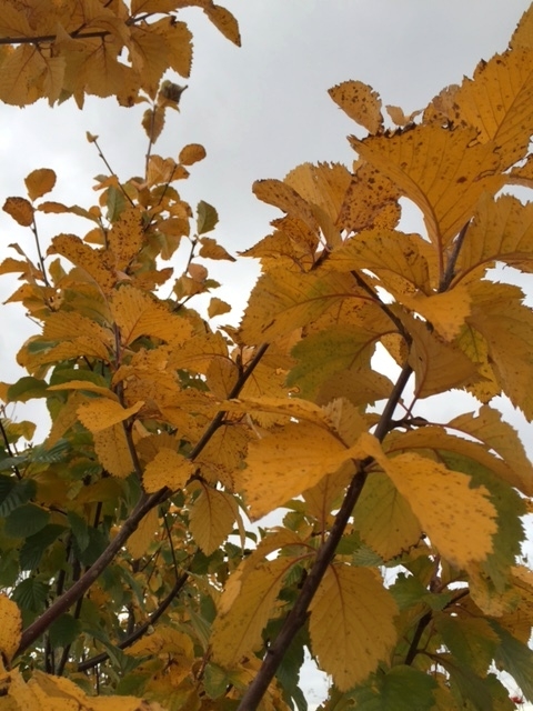 Autumn foliage of Sorbus incana
