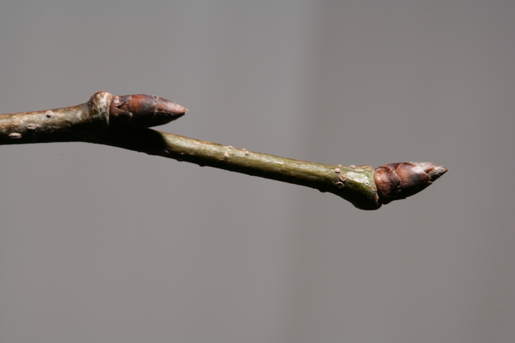 Ulmus Dodoens close up of buds