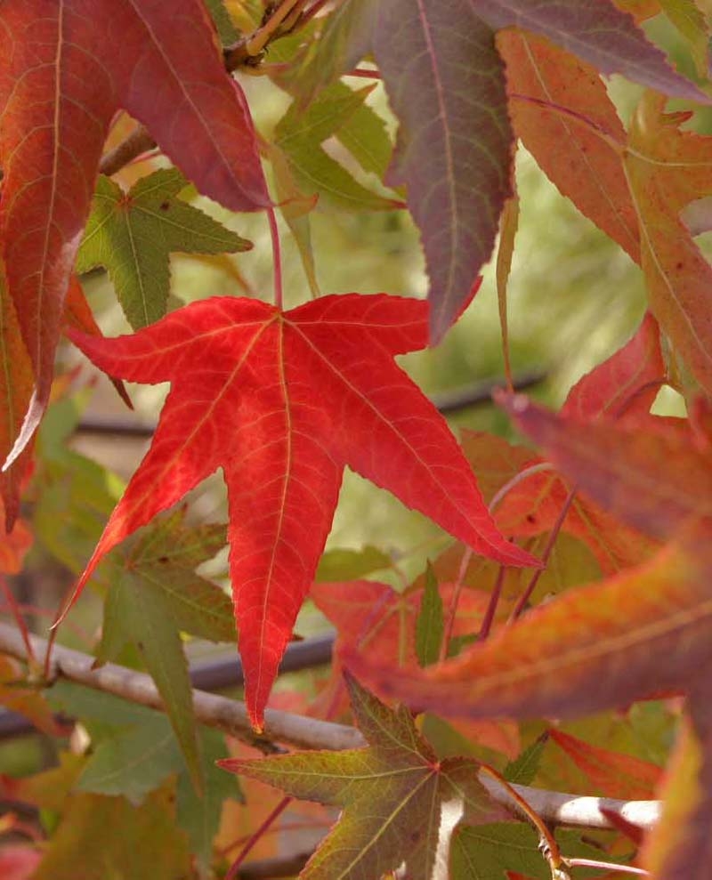 Liquidambar styraciflua multi-stem autumn colour