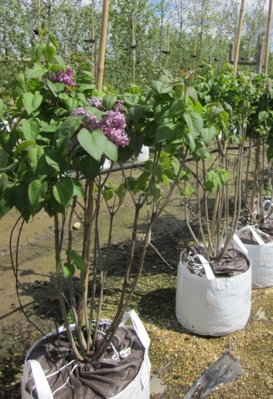 Syringa vulgaris Ruhm von Horstenstein at barcham trees