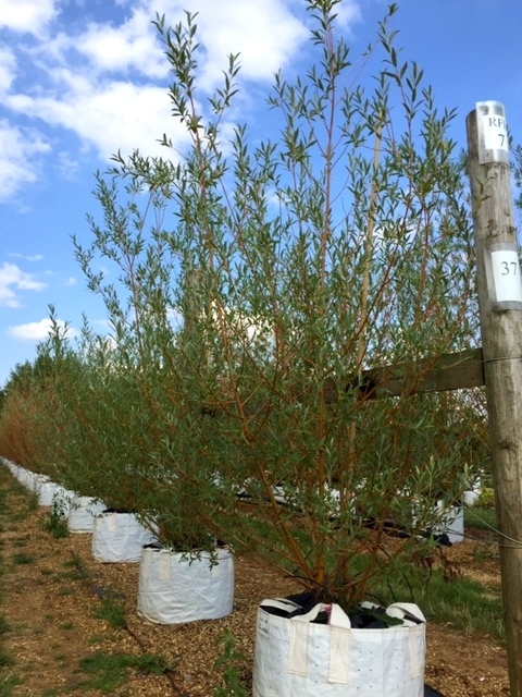 Salix alba Chermesina multi-stem at barcham trees