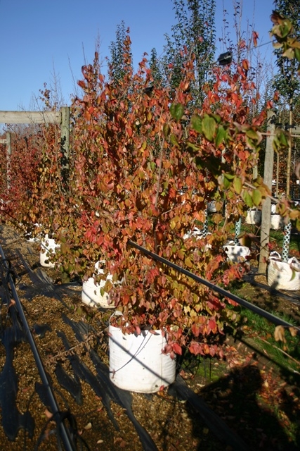 autumn colour of Cornus mas