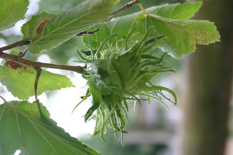 The seed pods of Corylus colurna