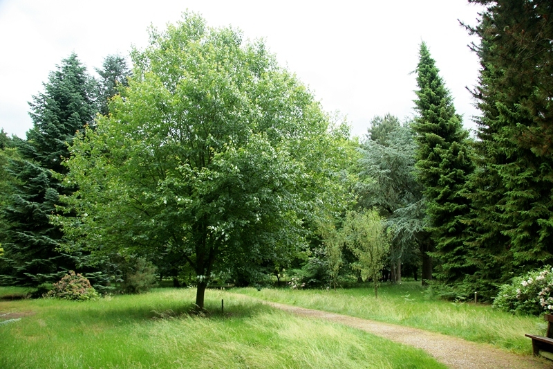 mature Acer rubrum Red Sunset