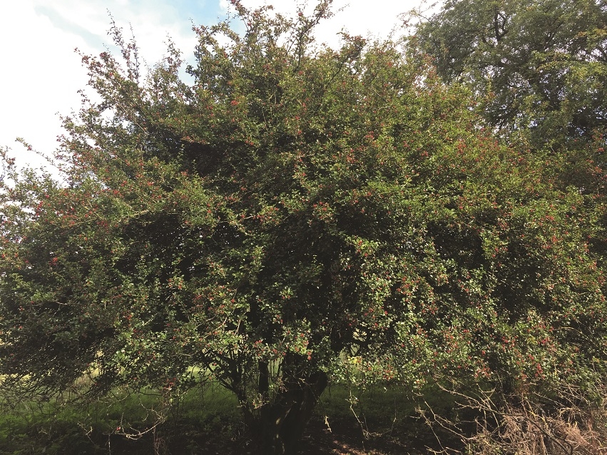 mature Crataegus monogyna