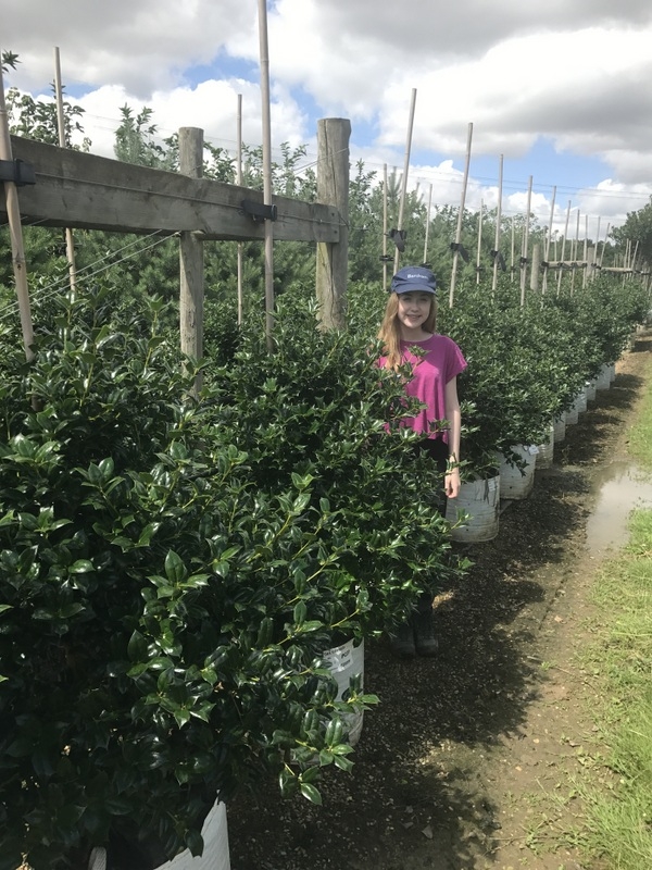 Ilex cornuta at Barcham Tree