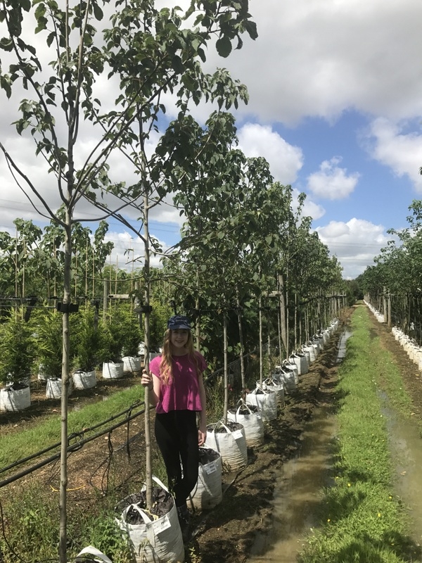 Davidia involucrata at Barcham Trees