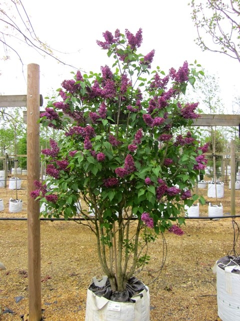 Single specimen of Syringa vulgaris Ludwig Spath