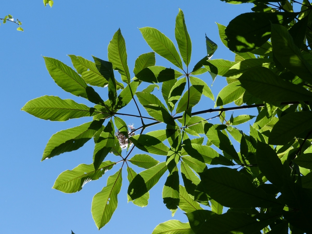 Aesculus indica foliage