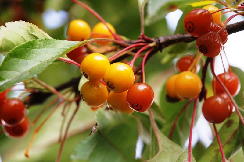 the berries of Malus toringo