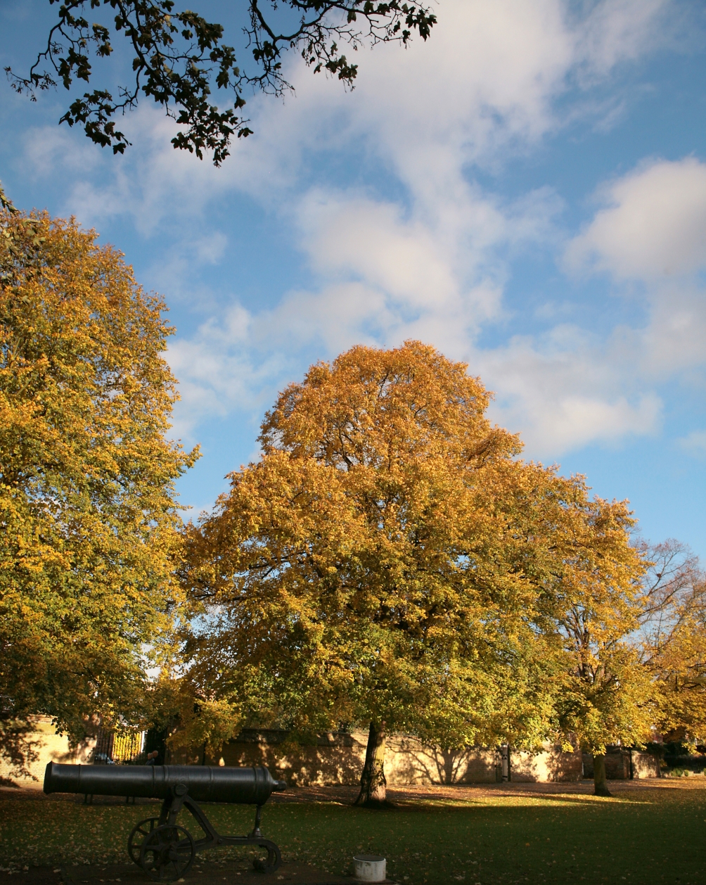 Mature Tilia x europaea in a parkland setting displaying autumn colour