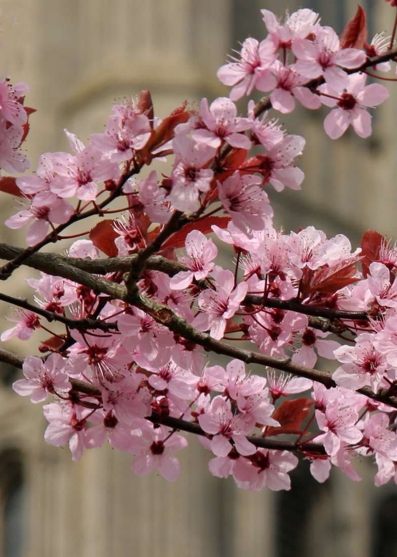 The pink flowers of Prunus cerasifera Nigra