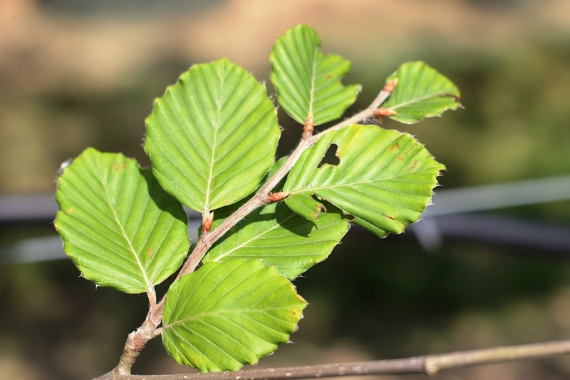 the foliage of Fagus sylvatica Zlatia