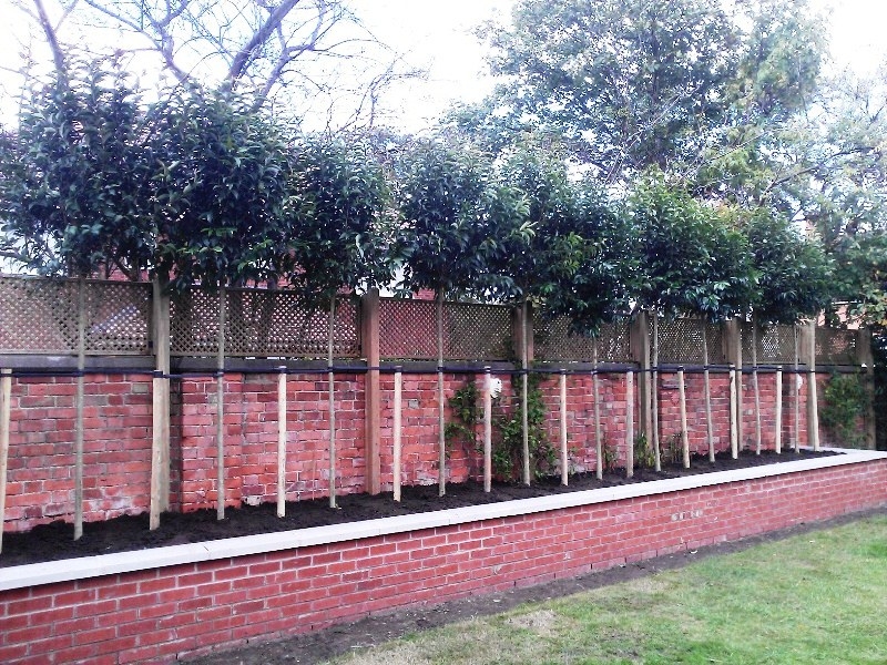 Ligustrum japonicum as sreening above a fenceline