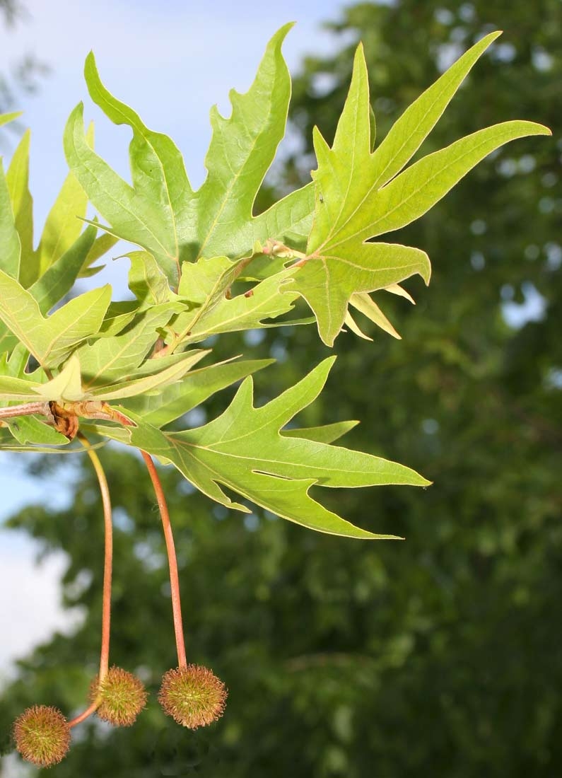 foliage and seed of Platanus orientalis Digitata