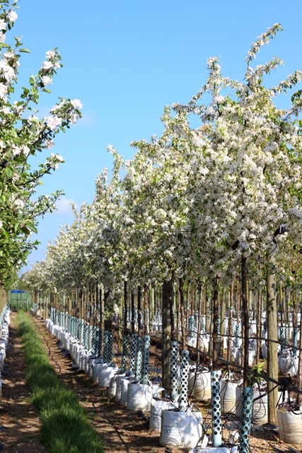 row of Malus toringo in flower