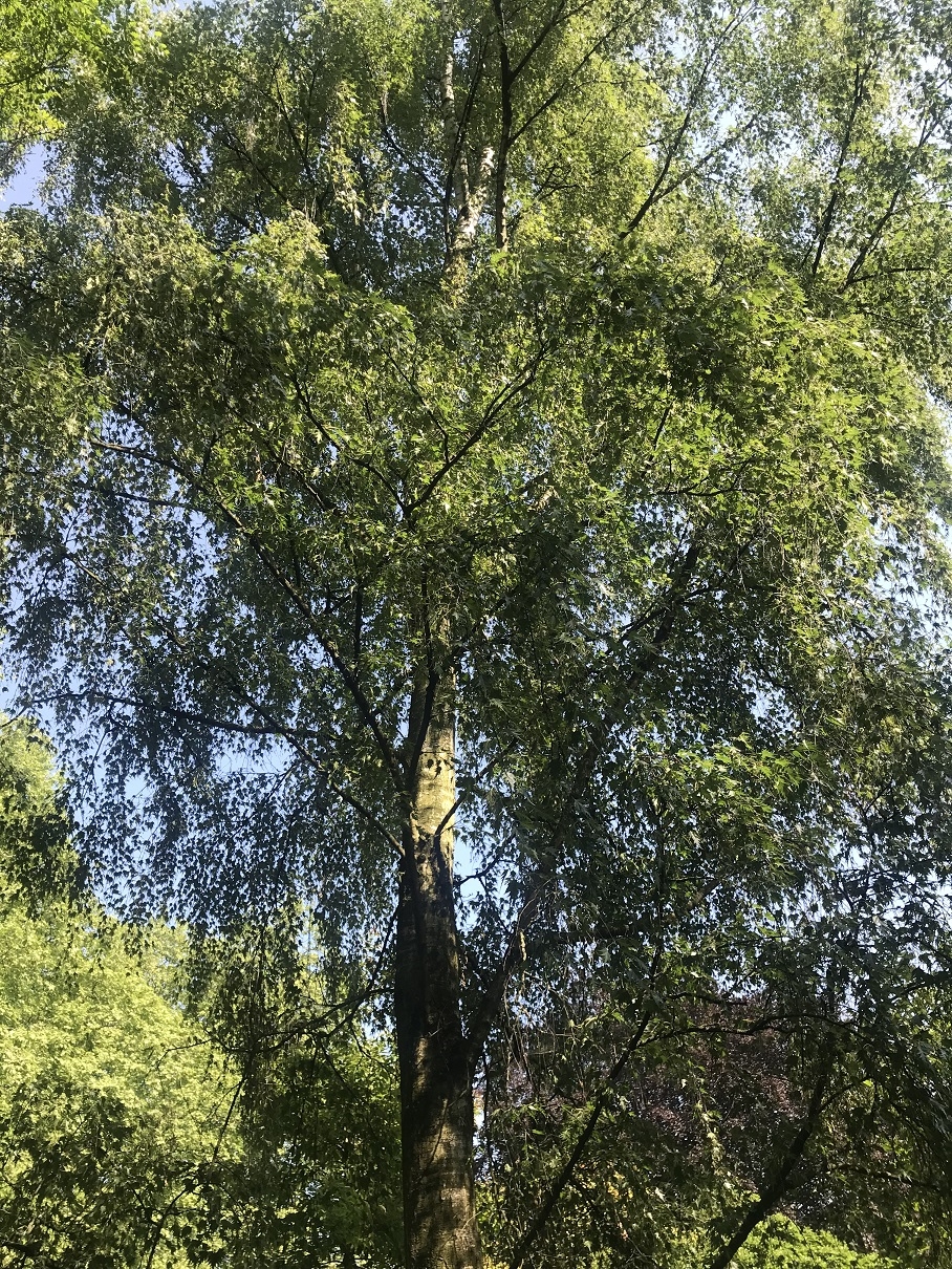 Mature Betula pendula Dalecarlica