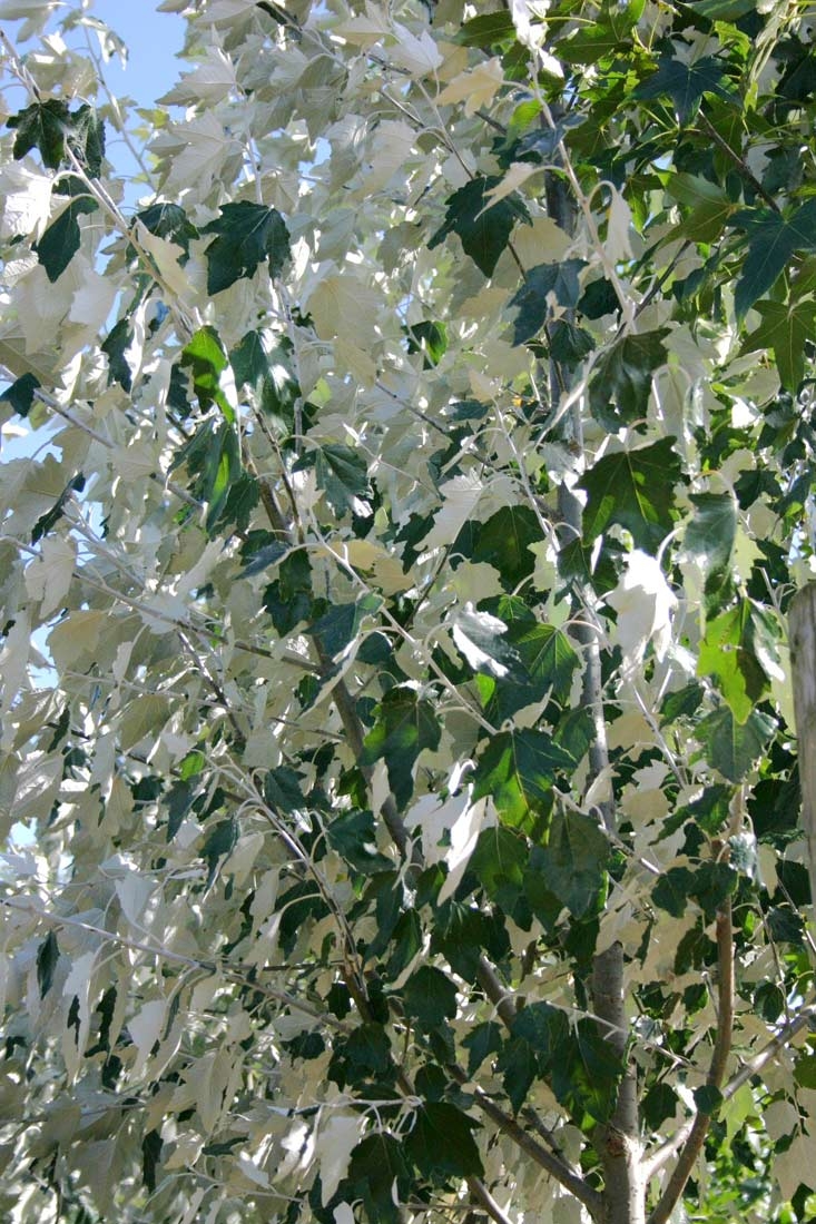The silver/green foliage of Populus alba