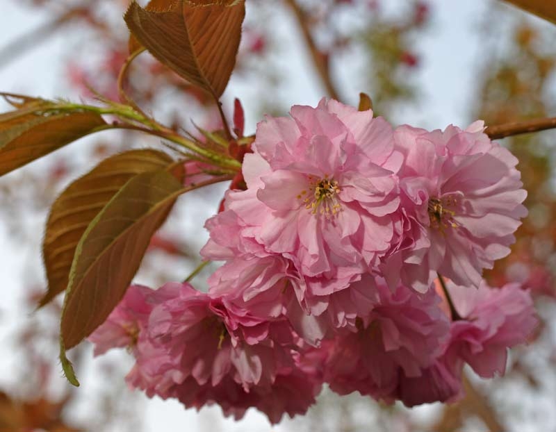 the pink flower of Prunus kanzan multi-stem