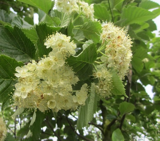 The white flowers of Sorbus incana