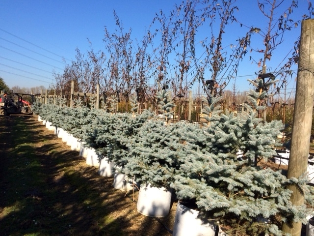 Single specimen of Picea pungens Blue Diamond
