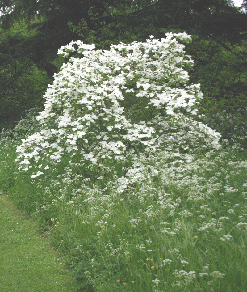 Cornus Eddie’s White Wonder