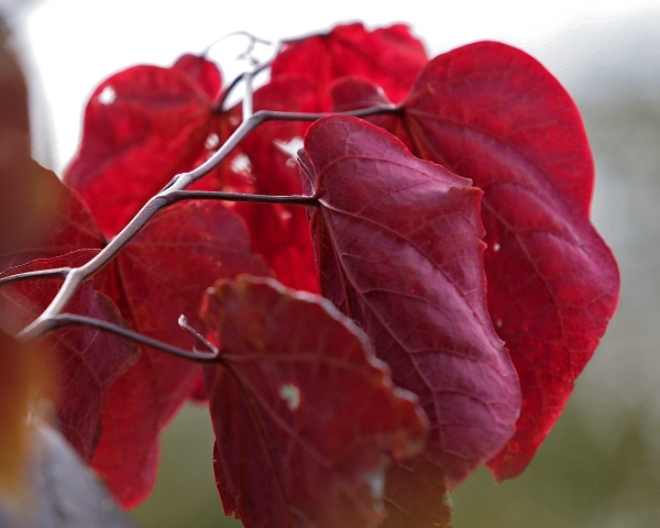 The bright red leaf  Cercis canadensis Forest Pansy