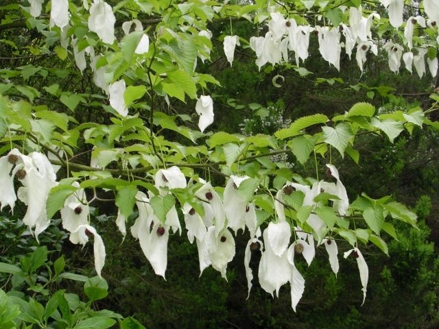 Davidia involucrata flowers
