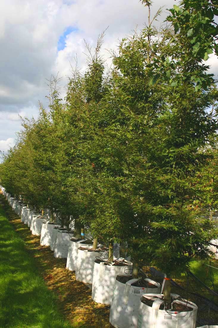 Fagus sylvatica Asplenifolia