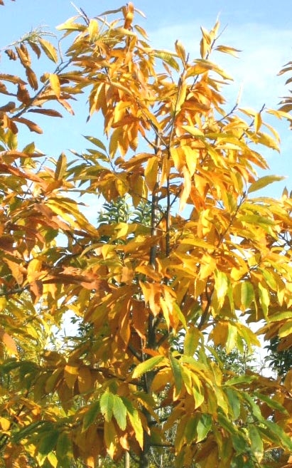 Castanea sativa autumn colour