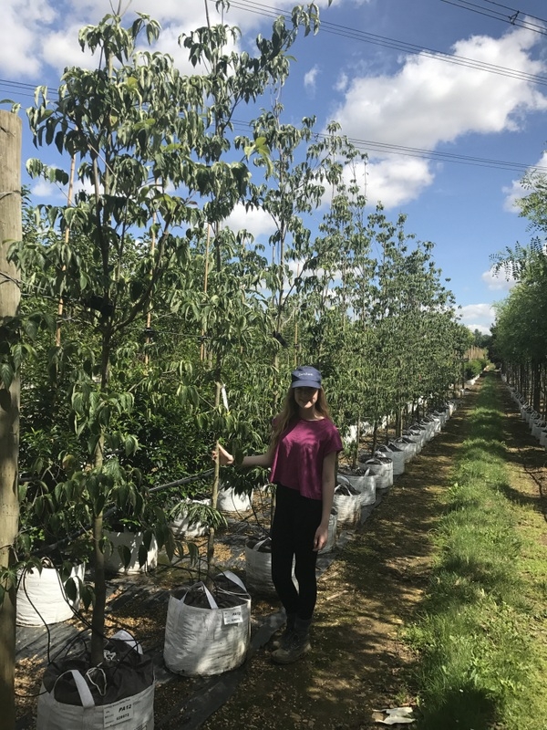 Cornus kousa Stella Pink at barcham trees